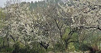 Royal Jardin Whistling Pines Resort Shimla